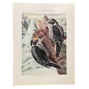 🖤5/$25 Antique Ornithological Bird Print Original 100 years old
